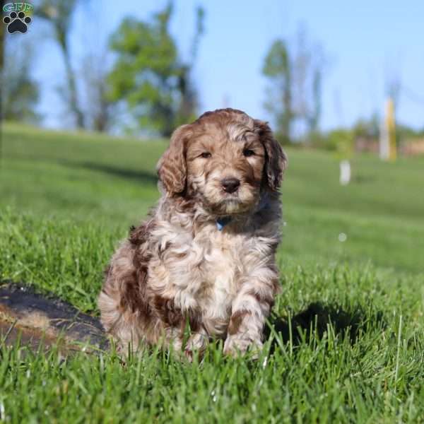 Hudson, Newfypoo Puppy